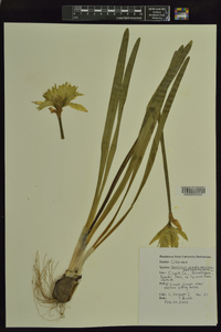 Narcissus pseudonarcissus image