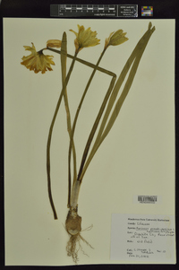 Narcissus pseudonarcissus image