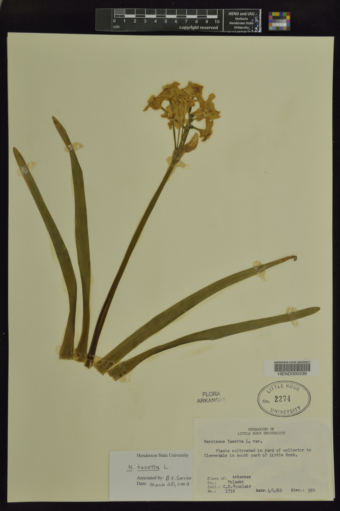 Narcissus tazetta image