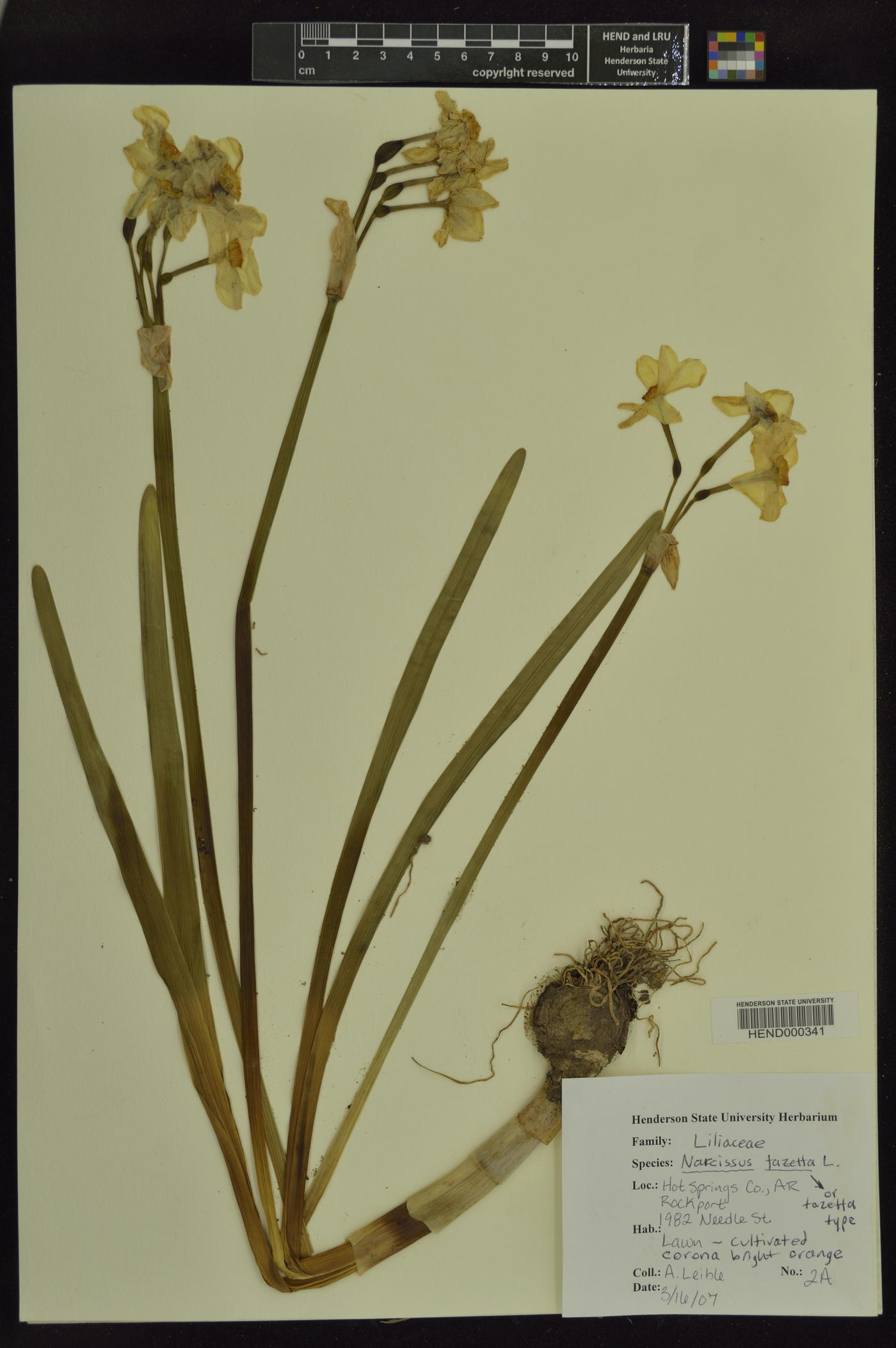 Narcissus tazetta image