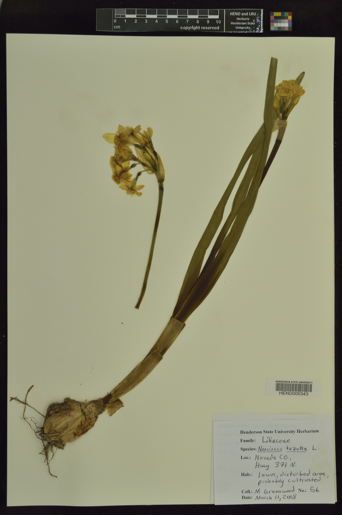 Narcissus tazetta image