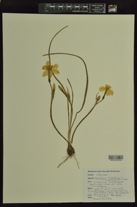 Image of Narcissus triandrus