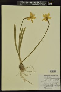 Narcissus × incomparabilis image
