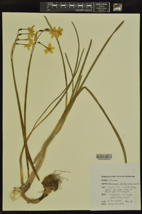Narcissus x compressus image