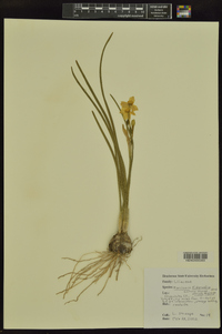 Narcissus x compressus image