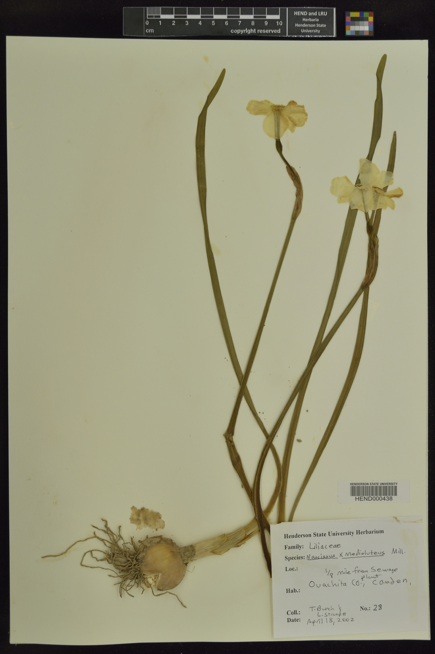 Narcissus × medioluteus image