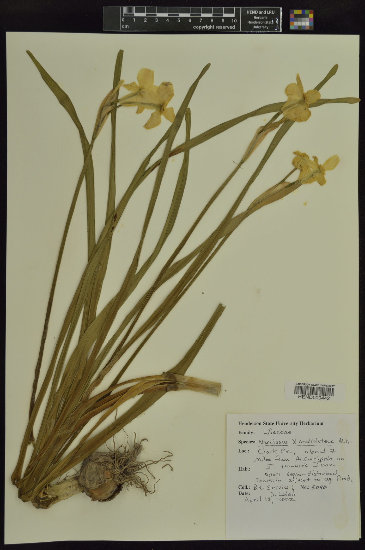 Narcissus × medioluteus image