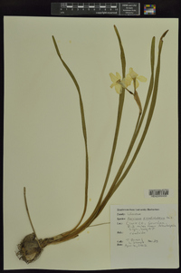 Narcissus × medioluteus image