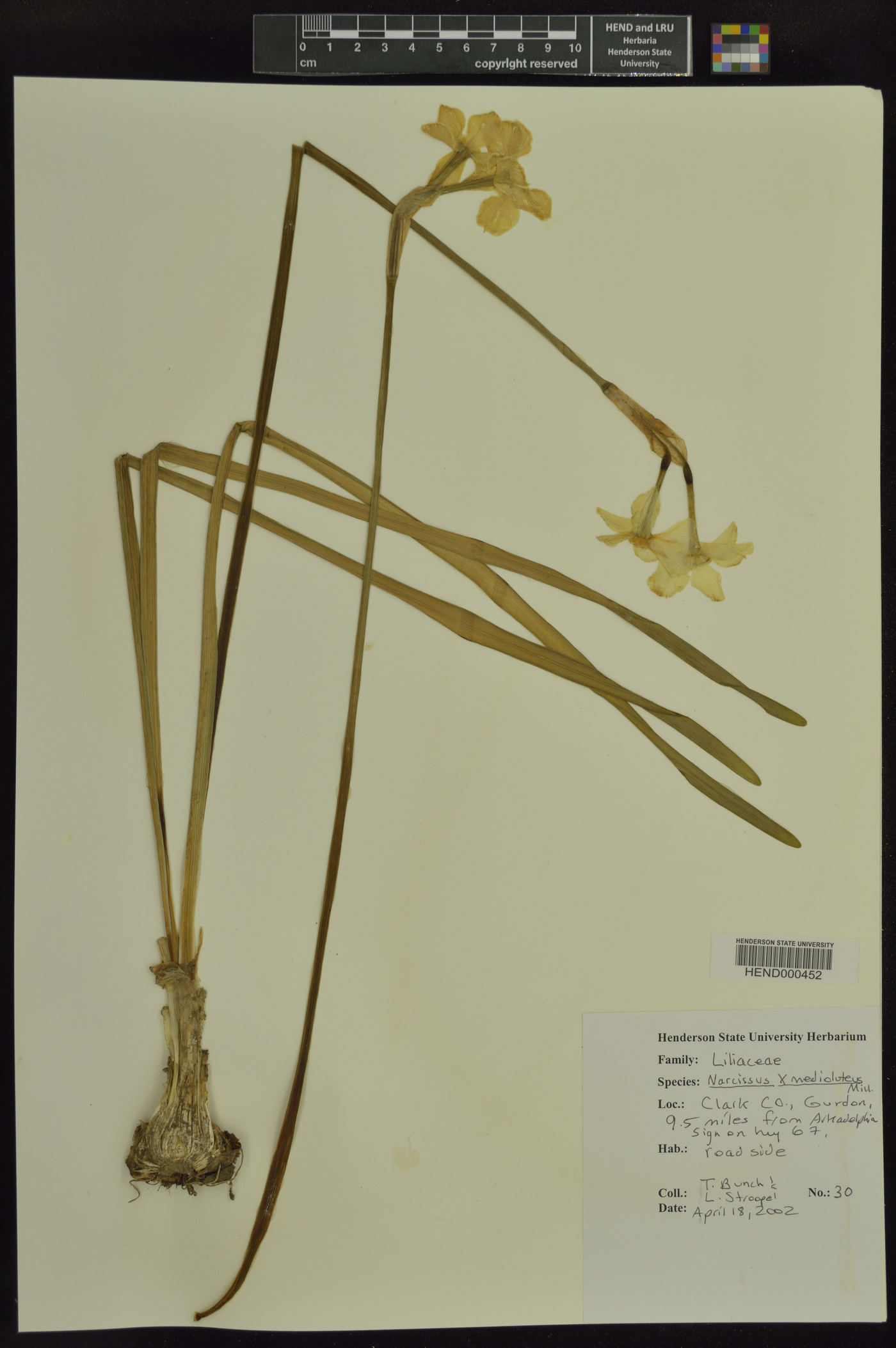 Narcissus × medioluteus image