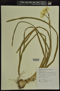 Narcissus × medioluteus image