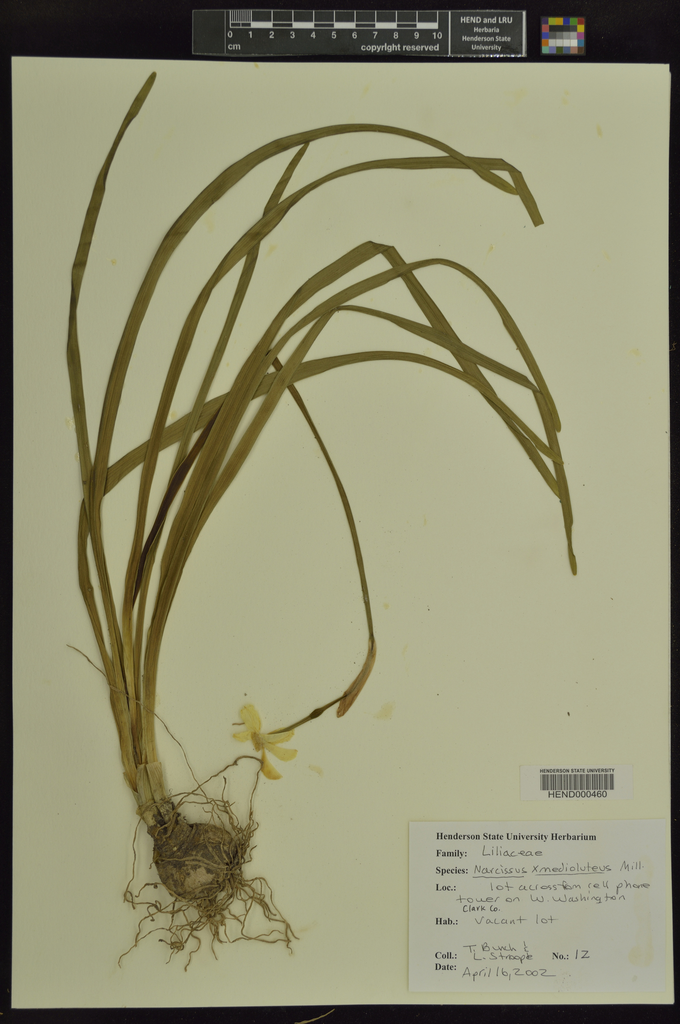 Narcissus × medioluteus image