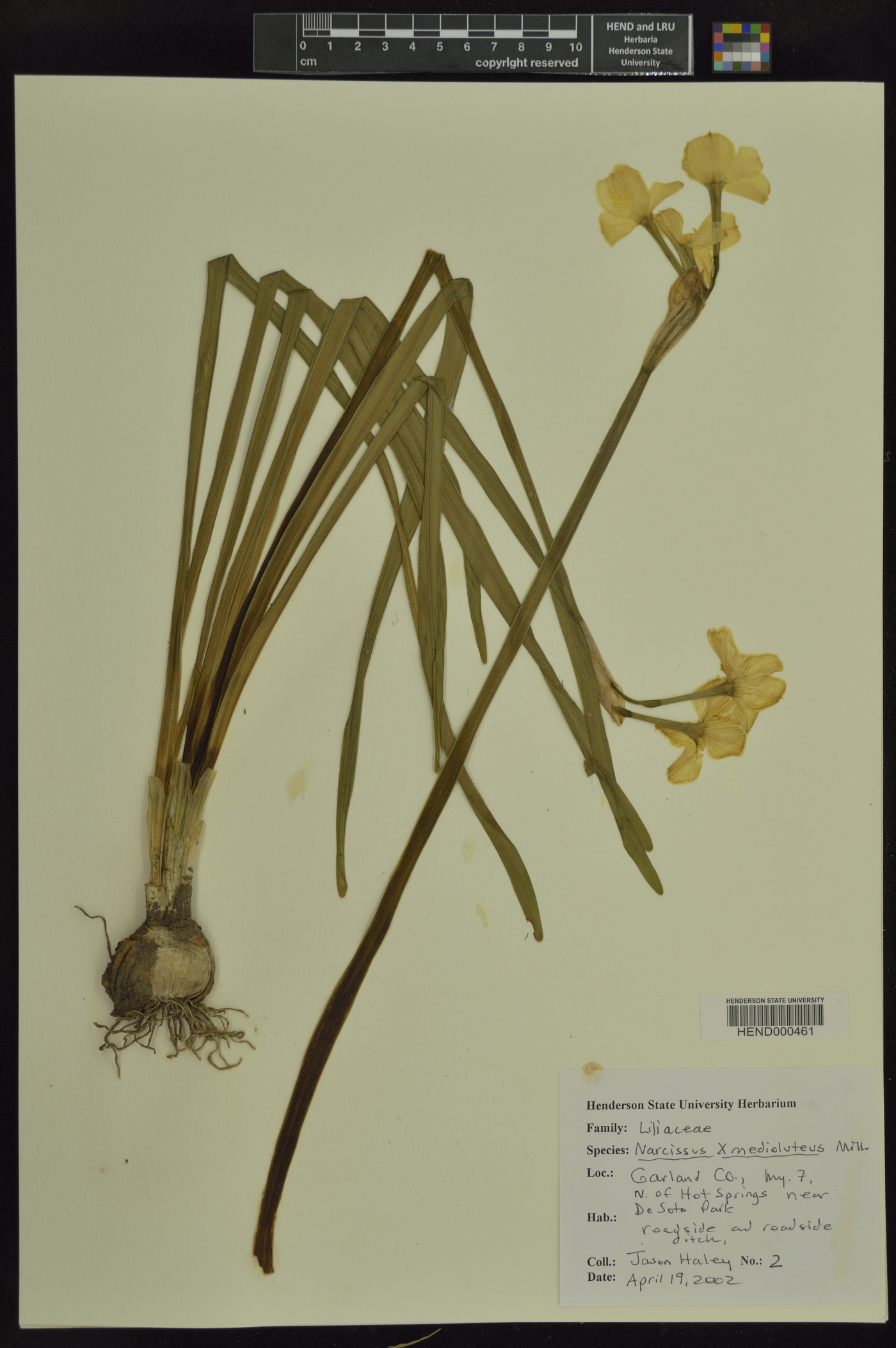 Narcissus × medioluteus image