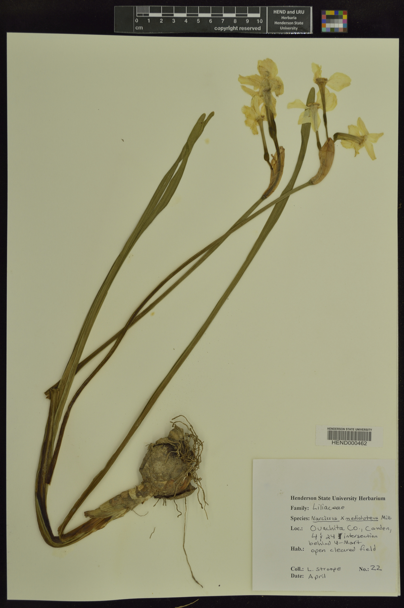 Narcissus × medioluteus image