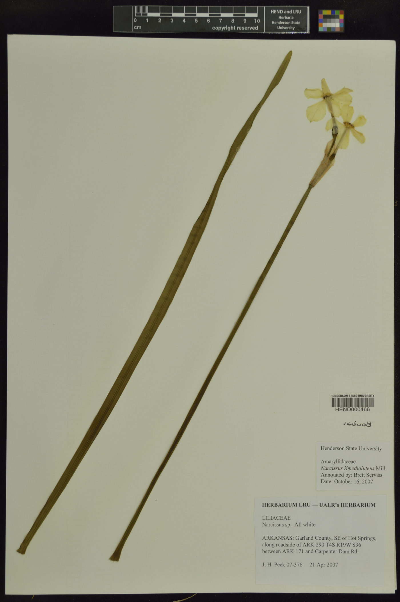 Narcissus × medioluteus image