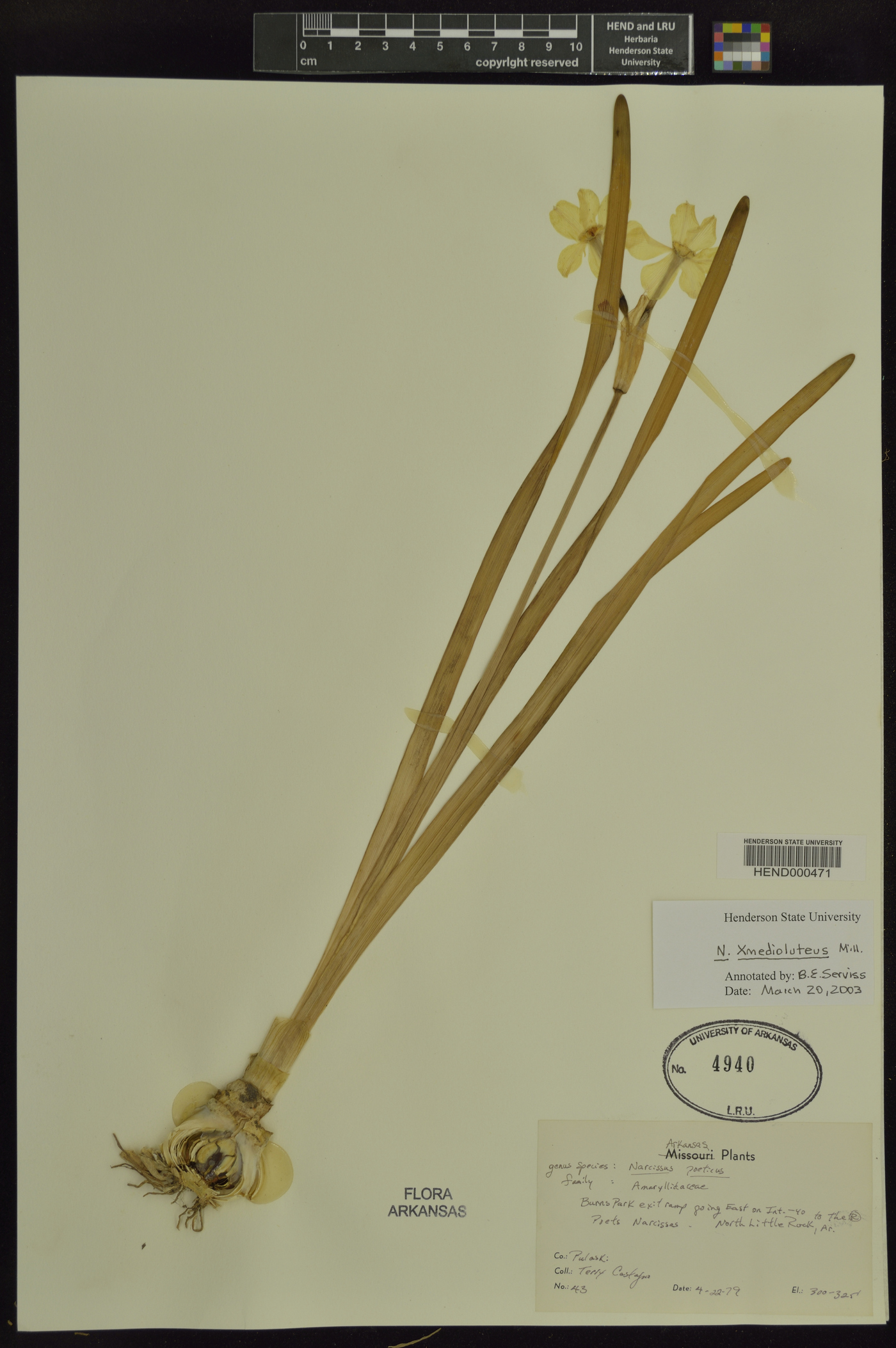 Narcissus × medioluteus image