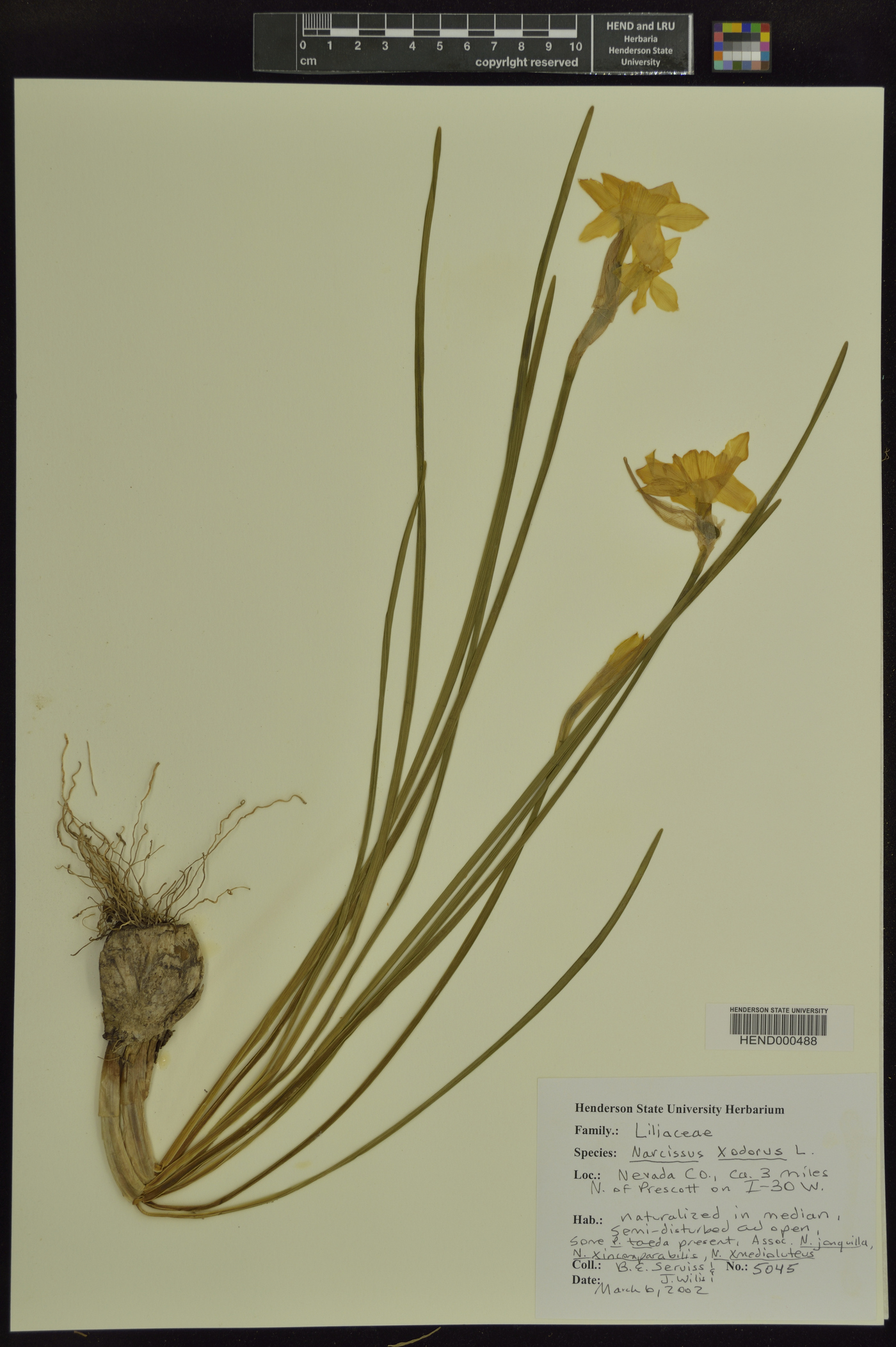 Narcissus x odorus image