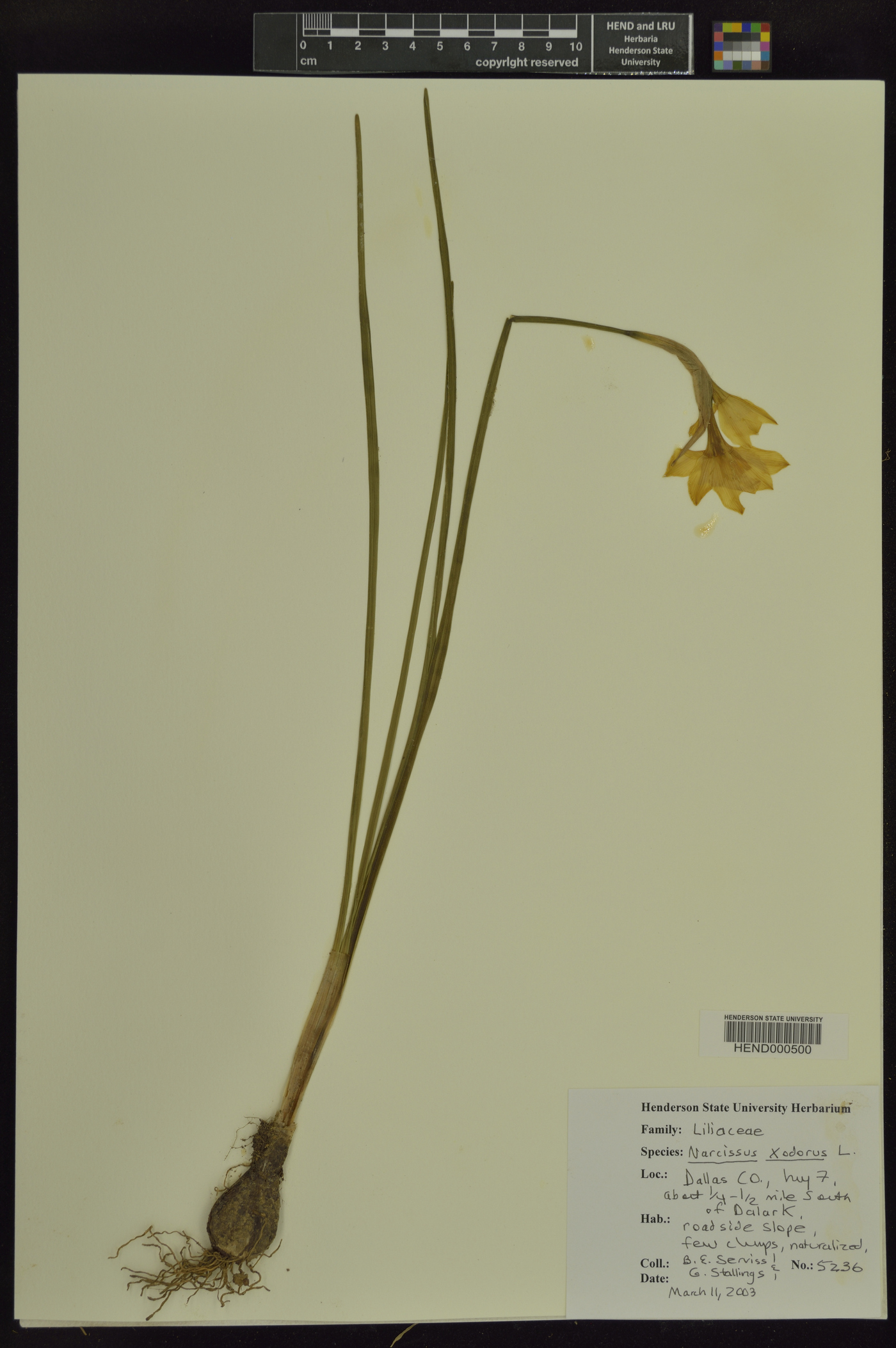 Narcissus x odorus image