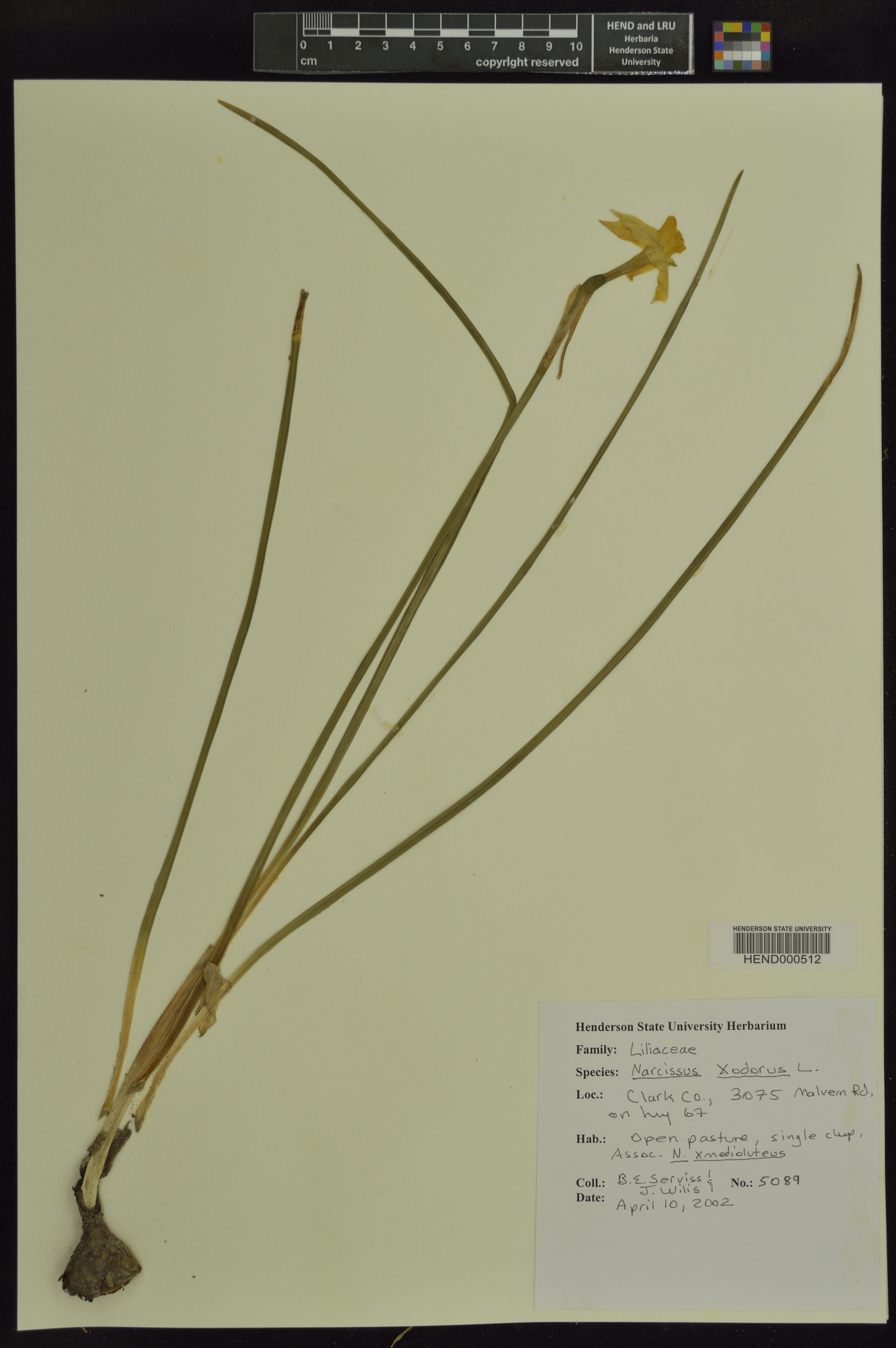 Narcissus x odorus image