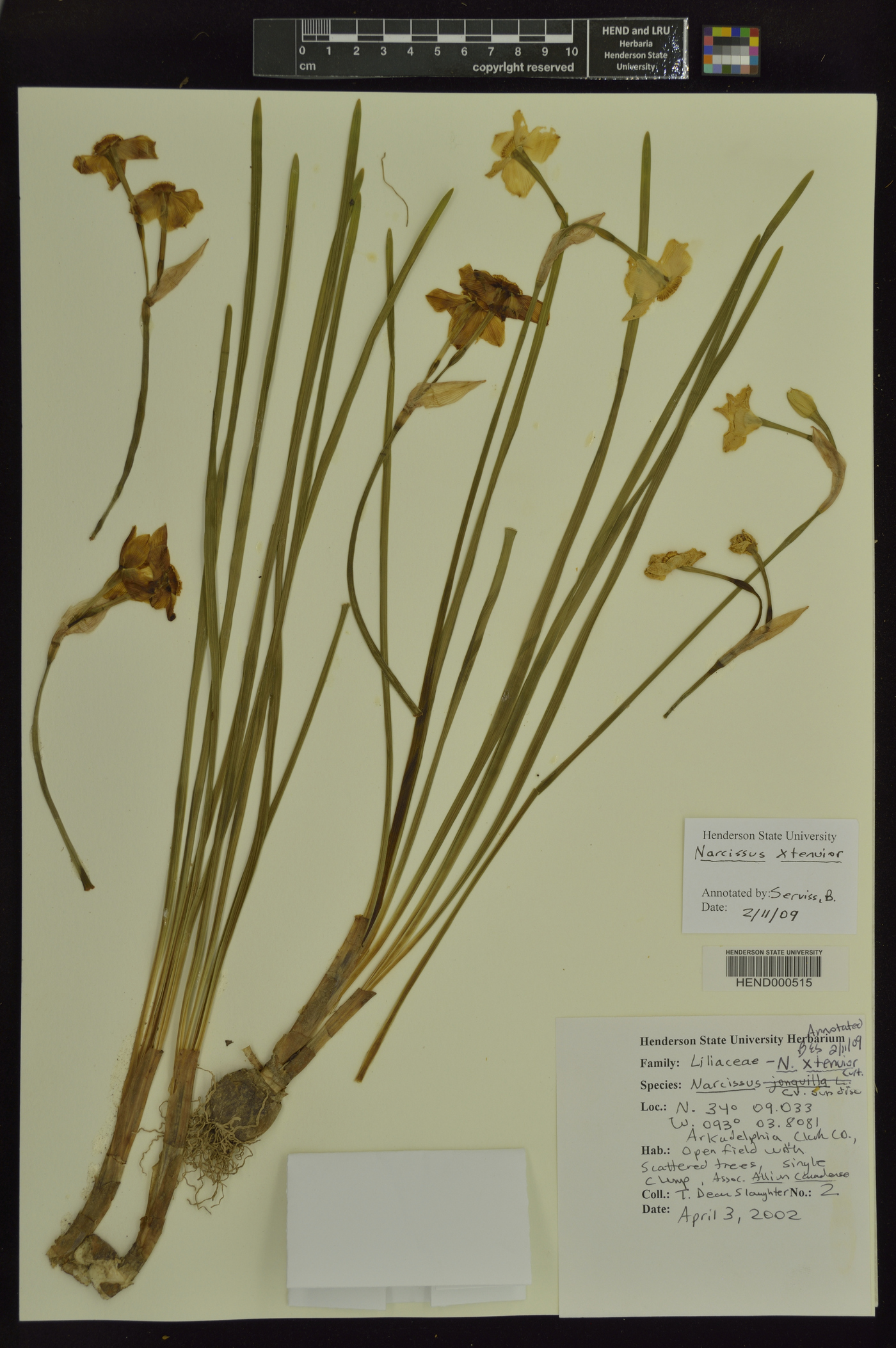 Narcissus tenuior image