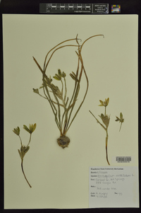 Ornithogalum umbellatum image