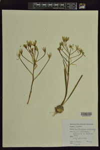 Ornithogalum umbellatum image