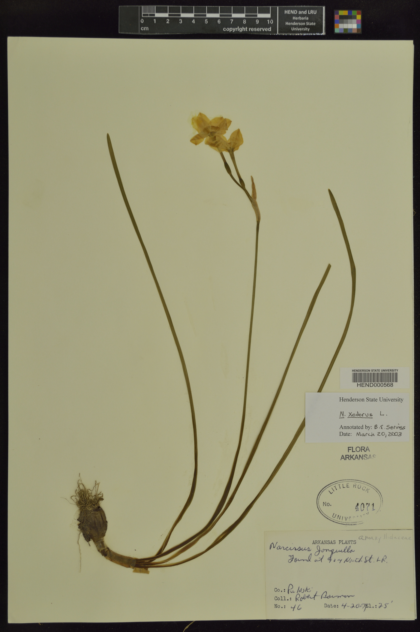 Narcissus x odorus image