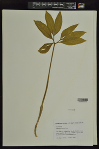 Arisaema dracontium image