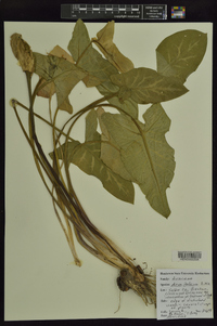 Arum italicum image