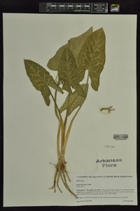 Arum italicum image