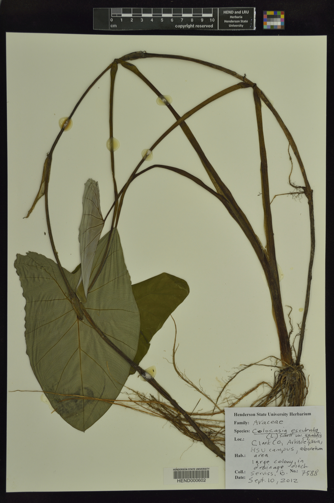 Colocasia esculenta var. aquatilis image