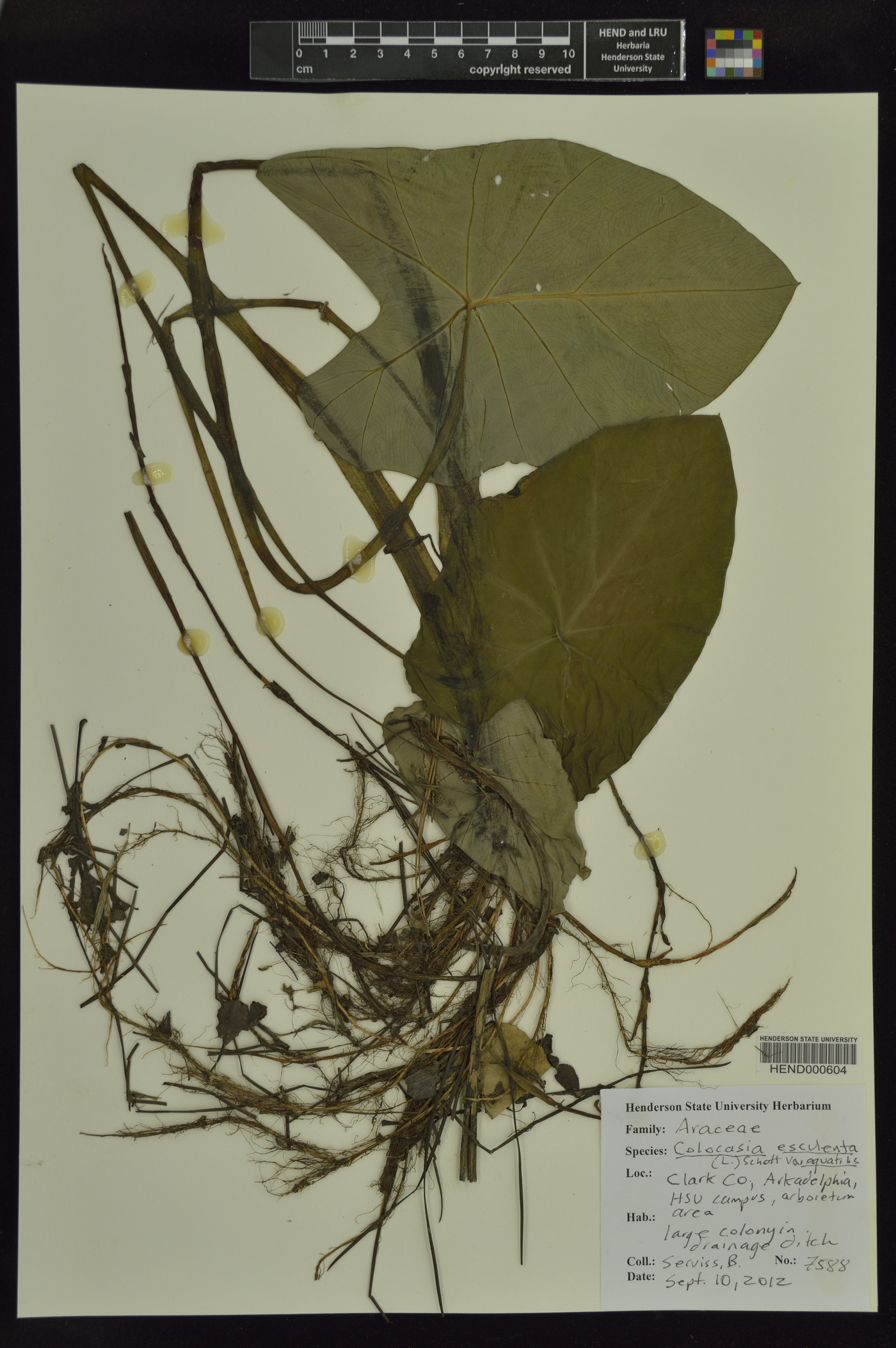 Colocasia esculenta var. aquatilis image