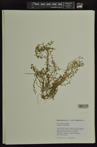 Callitriche heterophylla image