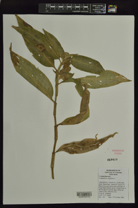 Commelina virginica image