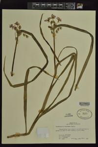 Tradescantia bracteata image