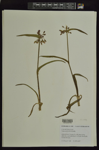 Tradescantia hirsuticaulis image