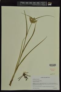 Tradescantia hirsuticaulis image