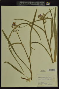 Tradescantia hirsuticaulis image