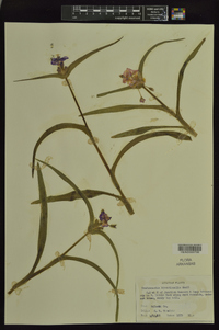 Tradescantia hirsuticaulis image