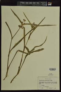 Tradescantia hirsuticaulis image