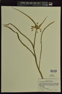 Tradescantia hirsuticaulis image