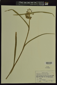 Tradescantia hirsuticaulis image