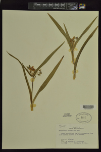 Tradescantia hirsuticaulis image