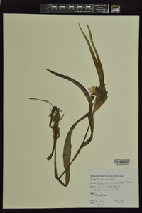 Tradescantia hirsutiflora image