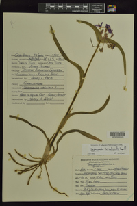 Tradescantia hirsuticaulis image