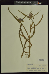 Tradescantia hirsuticaulis image