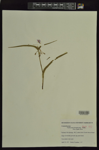 Tradescantia hirsuticaulis image