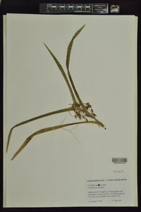 Tradescantia longipes image