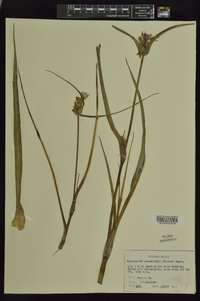 Tradescantia occidentalis image