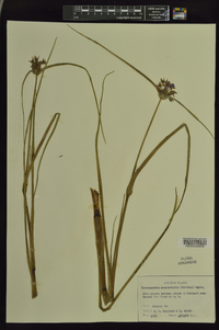 Tradescantia occidentalis image