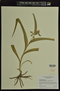 Tradescantia ernestiana image